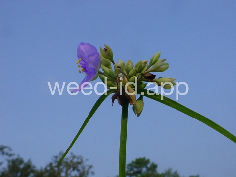 spiderwort, common